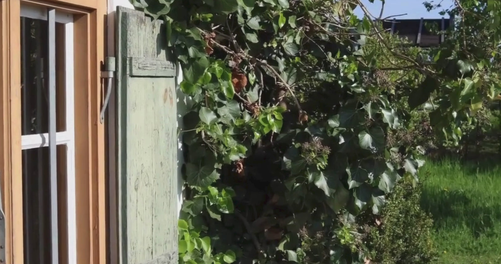 Video berwin Banner FS62